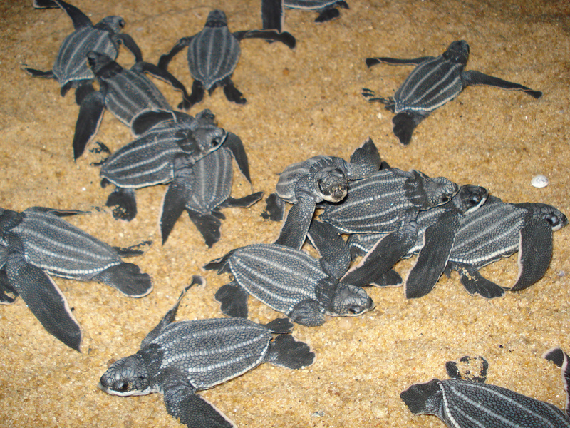 צבים חסרי קונכייה תיאור של זוחל צב חסר קונכייה