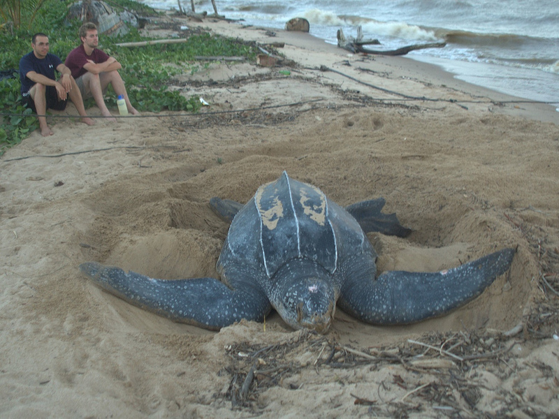 צב בלי שריון האם יש צבים בלי קונכיות?