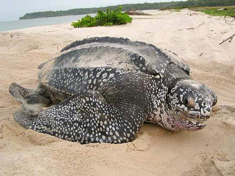 תיאור של צב חסר קונכייה צב העור הוא הזוחל הכבד ביותר שחי כיום.