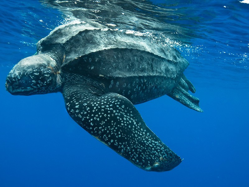 צב ים צבי עור הם יחידאים ואינם חיים בלהקות.