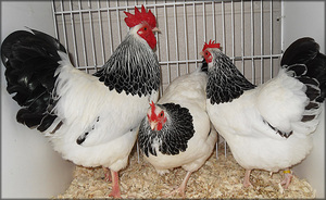 איך לבחור גזע תרנגולות טוב