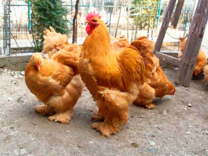 גזעי בשר של תרנגולות הגזעים הנפוצים ביותר של תרנגולות בשר וביצים