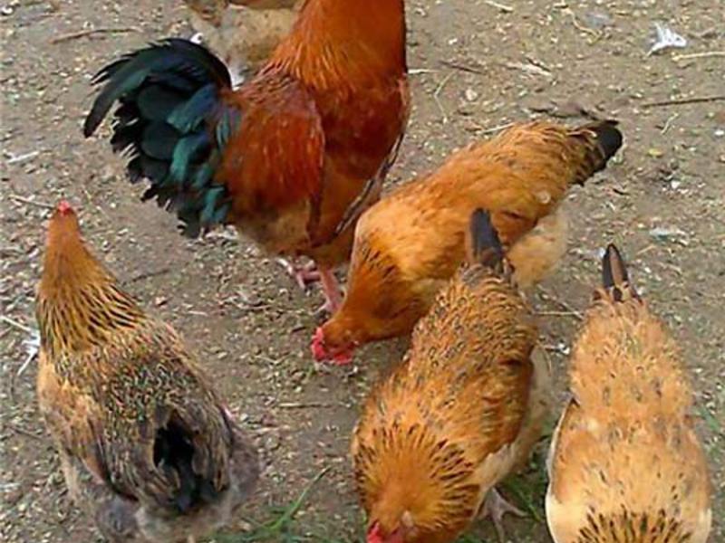 תרנגולות מטילות תרנגולות מטילות רבייה