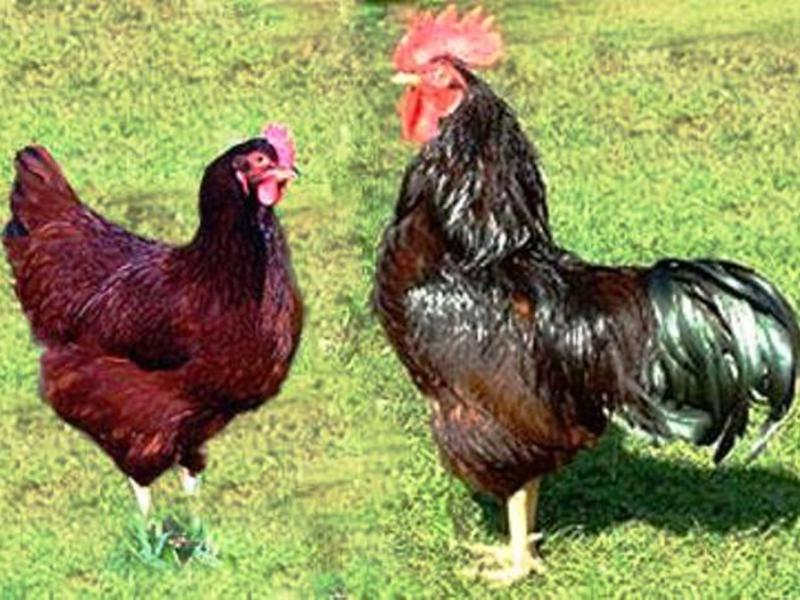 גזעי בשר של תרנגולות כמה ביצים תרנגולת יכולה לייצר?