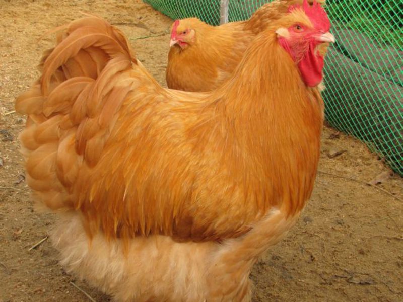 תרנגולות מטילות ביצים תרנגולות מטילות ביצים