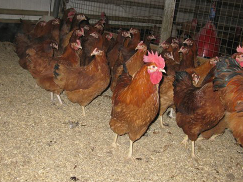 גזעי בשר של תרנגולות כיצד לבחור תרנגולות עם פרודוקטיביות טובה