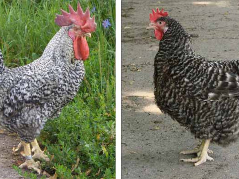 תיאור של תרנגולות מטילות ביצים גזע של תרנגולות מטילות