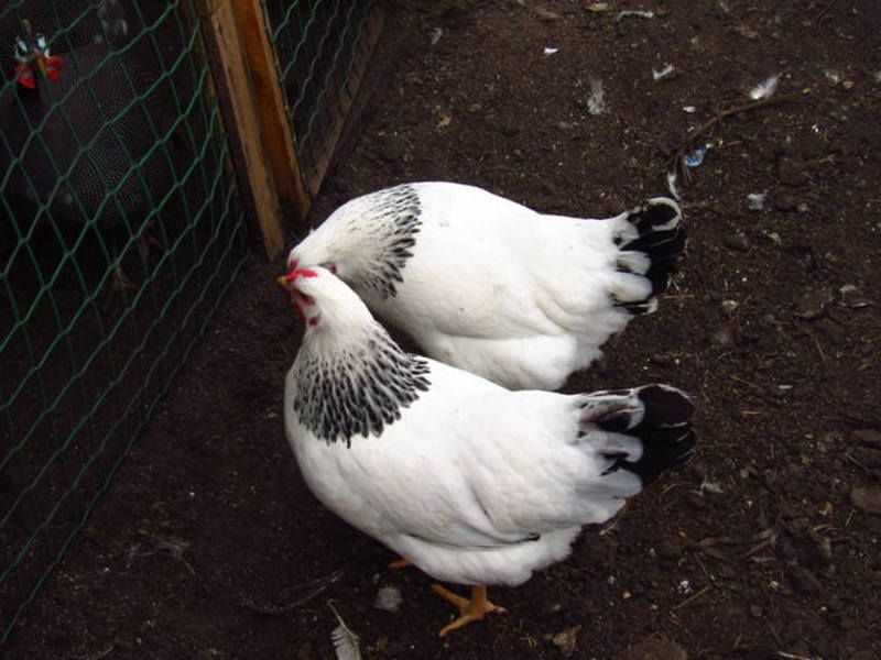 סוג פרודוקטיביות: תרנגולות בשר וביצים כמה ביצים מטילה תרנגולת?