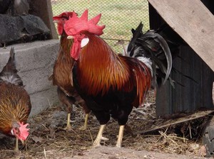 תרנגולות מגזע איטלקי