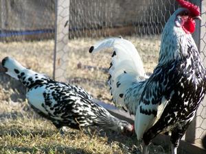 תרנגולות המבורג