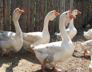 אווזי חולמוגורי