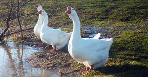 אווזי לינדובסקאיה אווזי לינדובסקי