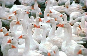 דנית לגארט גזע לגארט הדני