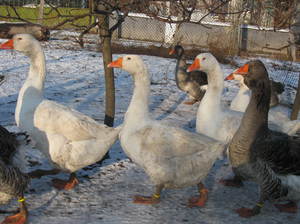אווזי אמדן אווז אמדן