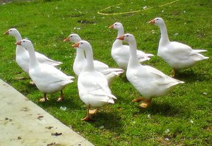 אווזים איטלקיים