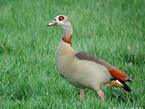 אווז מצרי (Chaenolopex aegyptiaca) אווז מצרי