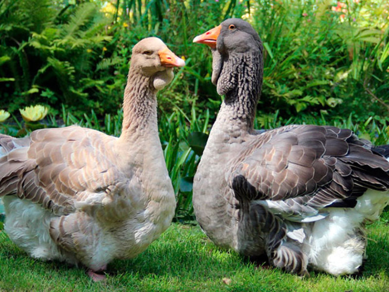 אווזי טולוז אווז טולוז