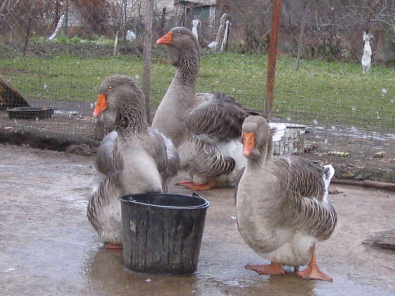 אווזי טולוז אווזי טולוז הגדולים
