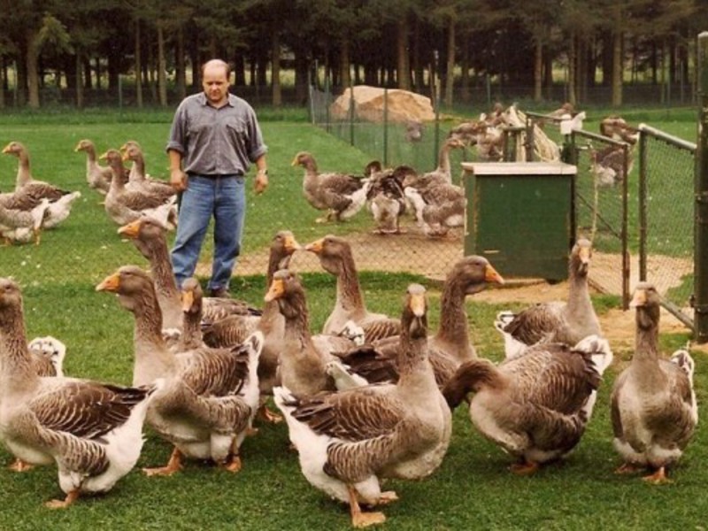 זן אווזים בטולוז איך נראה גזע האווזים מטולוז?
