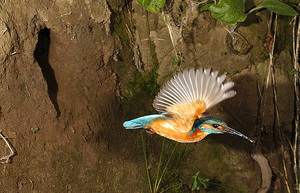 ציפור שלדג תיאור ציפור שלדג