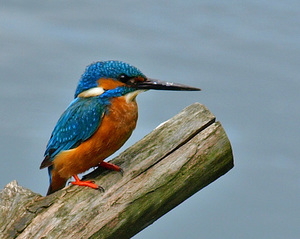 רבייה של ציפורי שלדג בית הגידול של שלדג