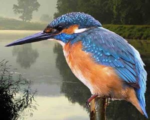 היכן חי שלדג?