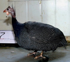 גזעי עופות גינאה שונים זה מזה בצבע.