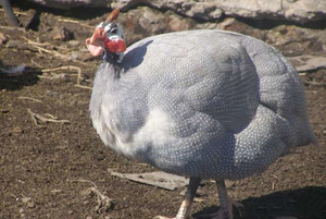 איזה סוג של ציפור הוא עוף הגינאה של זגורסק?