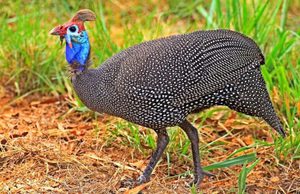 עוף גינאה פראי - תמונה של הגזע האפריקאי