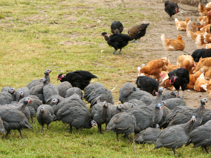 עופות גינאה גדלים היטב בשבי