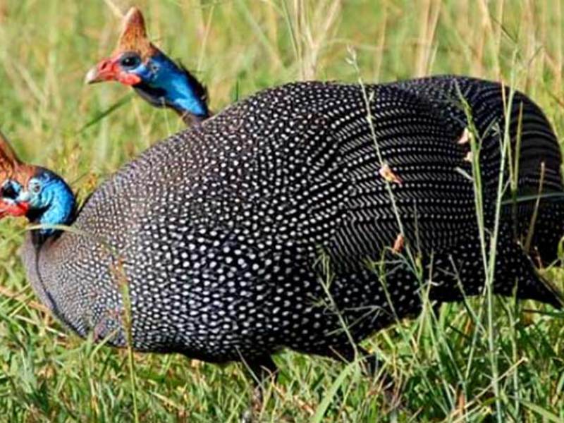 עופות הגינאה מרגישים נהדר בכלוב.