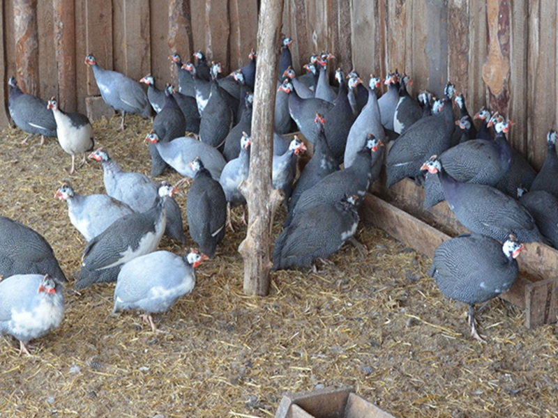 גידול עופות גינאה בחווה פרטית