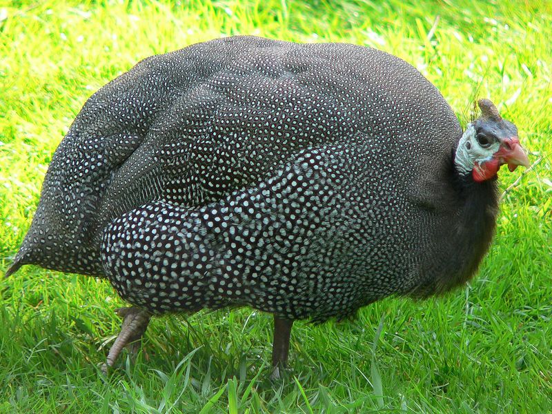 עוף גינאה ביתי - מה שדרוש לציפורים רבייה