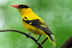 זהבן זהוב מצוי (Oriolus oriolus) אוריאול מצוי - מראה