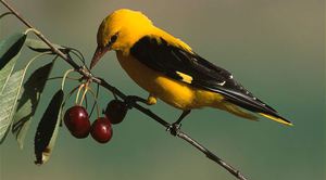 זובאן על ענף עץ - תמונה יפהפייה