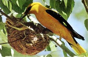 קן של זובאן וציפור בקרבת מקום קן הזובח ממוקם תמיד על עץ.