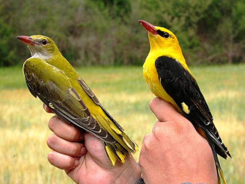 מהם ההבדלים בין אוריון זכר לנקבה? כיצד להבחין בין זכר לאוריול מנקבה
