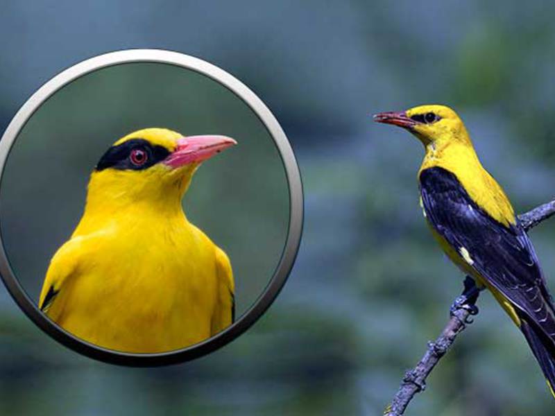 תמונה מקרוב של ציפור זובן ציפור הזובח שרה יפה מאוד.