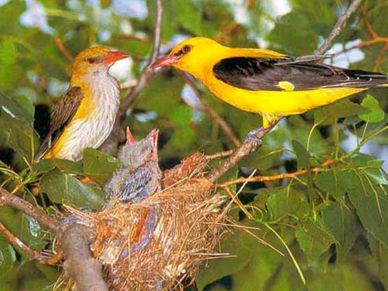 זהבן מצוי עם אפרוחים זהבן עם אפרוחים - תמונה של הדגירה