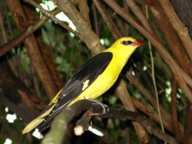 סדרת פסיפורמים: זהבן הזהבן שייך לסדרת הצופים.