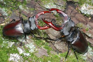 חיפושית אייל גדולה בטבע - זכרים של חיפושית זו יכולים להיות תוקפניים זה כלפי זה