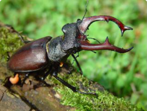חיפושית האייל היא חיפושית גדולה ויפה מאוד.