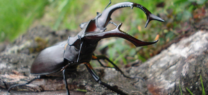 חיפושית אייל בטבע - היכן ניתן לראות אותה?