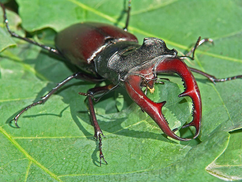 חיפושית האייל אף נחשבה קדושה על ידי דתות מסוימות.