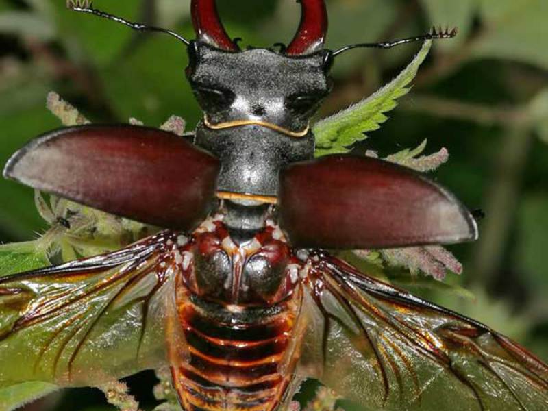 חיפושית האייל נעה באופן פעיל הן על הקרקע והן באוויר.