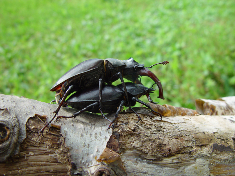 כיצד מתרבים צבי צבי?