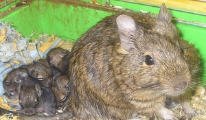 תיאור סנאי דגו