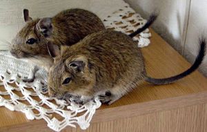 תיאור של סנאי דגו