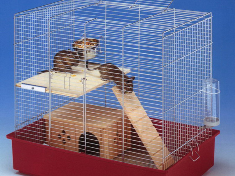 כיצד לטפל כראוי בדגו