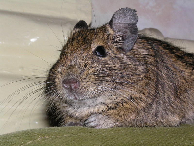 דגוס צ'יליאני